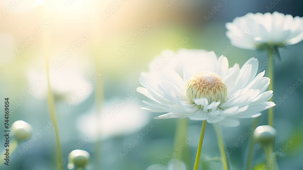 Daisy flower background, ecology and healthy environment concept Daisy flower background, ecology and healthy environment concept