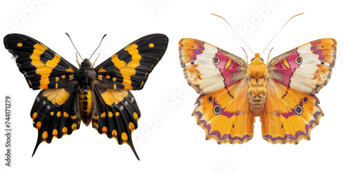 Lepidopteran Insect Set Isolated on Transparent or White Background, PNG photo