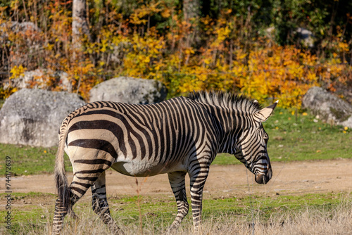 Zebra eating grass