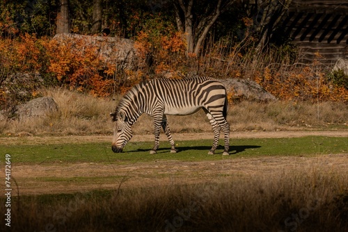 Zebra eating grass