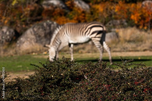 Zebra eating grass