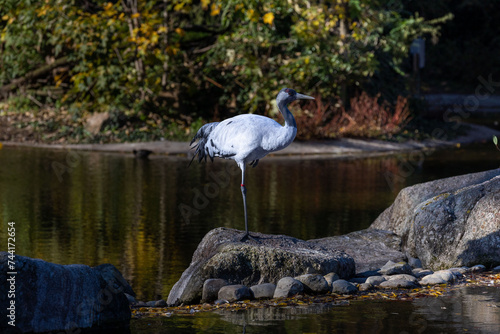 grey heron in the water