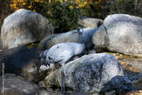 heron on rock