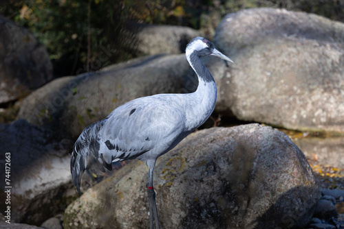 great heron on the beach