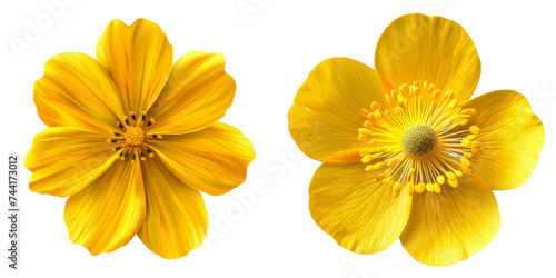 Yellow Spring Flower Set Isolated on Transparent or White Background, PNG