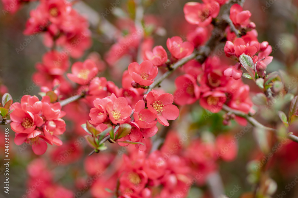 Chaenomeles japonica japanese maules quince flowering shrub, beautiful pink flowers in bloom on springtime branches Chaenomeles japonica japanese maules quince flowering shrub, beautiful pink flowers in bloom on springtime branches