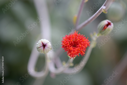 白銀竜の花