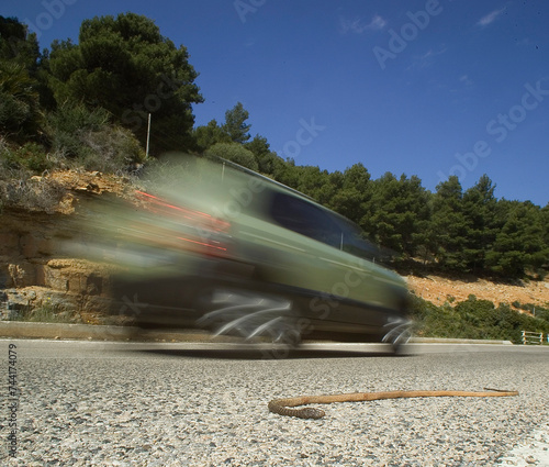 car on the road and Snake snake (coluber viridiflavus) killed on the road. Alghero. photo