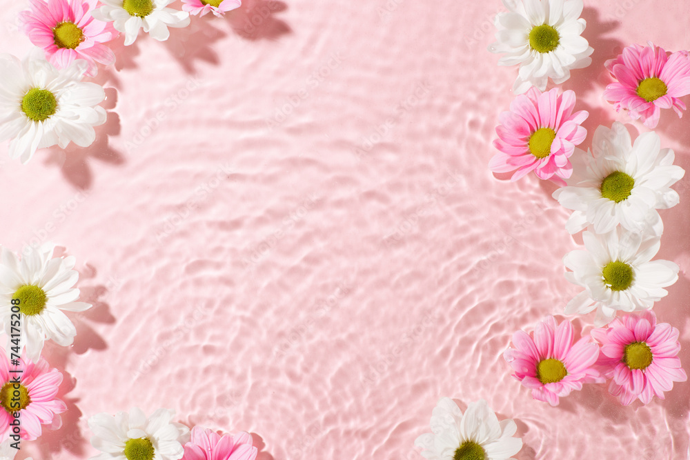 Spring's gentle caress: petals and textures. Top view shot of white and pink chrysanthemums, on a textured water background with space for promotions or greetings Spring's gentle caress: petals and textures. Top view shot of white and pink chrysanthemums, on a textured water background with space for promotions or greetings