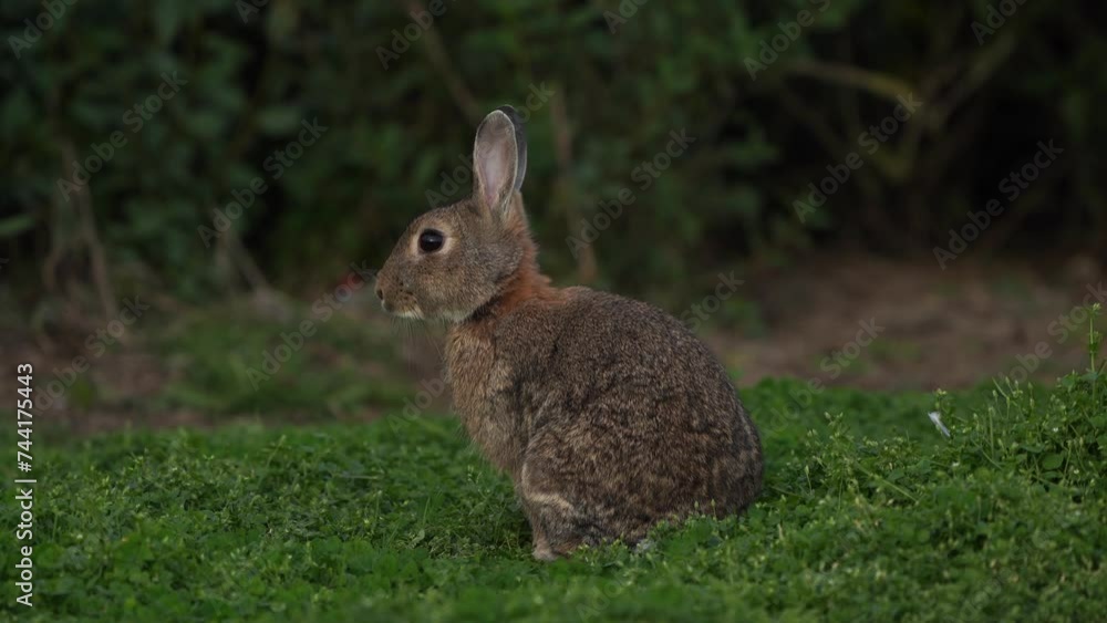 A wild rabbit (Oryctolagus cuniculus) inspecting its environment A wild rabbit (Oryctolagus cuniculus) inspecting its environment