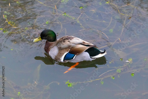 duck in the pond