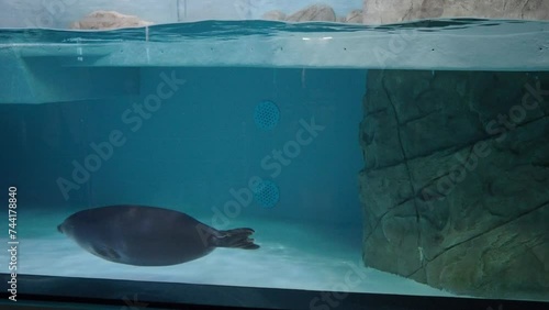 Baltic seal in the aquarium of the oceanarium. High quality 4k footage photo