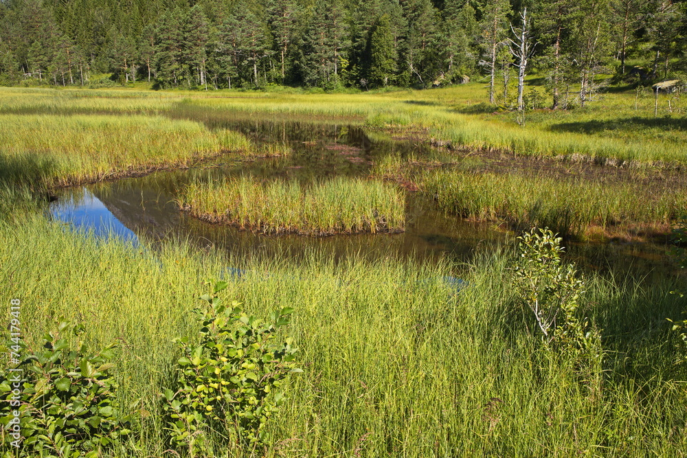 Fototapeta premium Pond in the meadow in Innerdalen valley, Norway, Europe 
