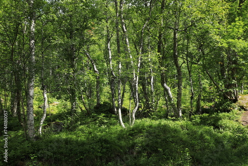 Birch forest in Innerdalen valley, Norway, Europe 