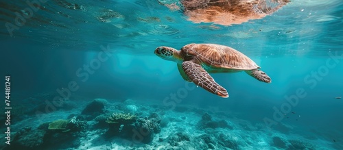 A wild turtle gracefully swims in the tropical ocean, its head above the water as it glides through the waves.