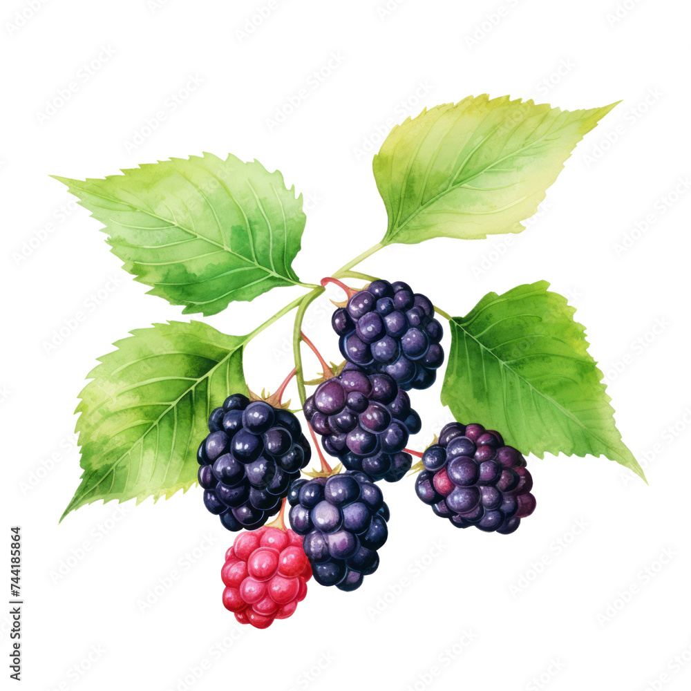 fruit - Tropical. Mulberry., Mulberry illustration watercolor fruit - Tropical. Mulberry., Mulberry illustration watercolor