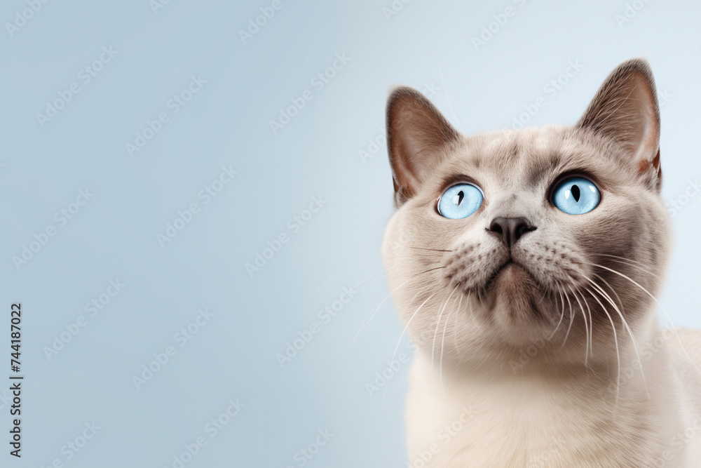 Cute british shorthair siamese cat with blue eyes looking up on solid soft grey background Cute british shorthair siamese cat with blue eyes looking up on solid soft grey background