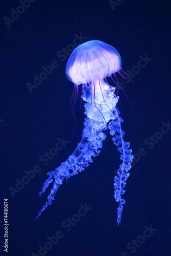 Photography Medusa