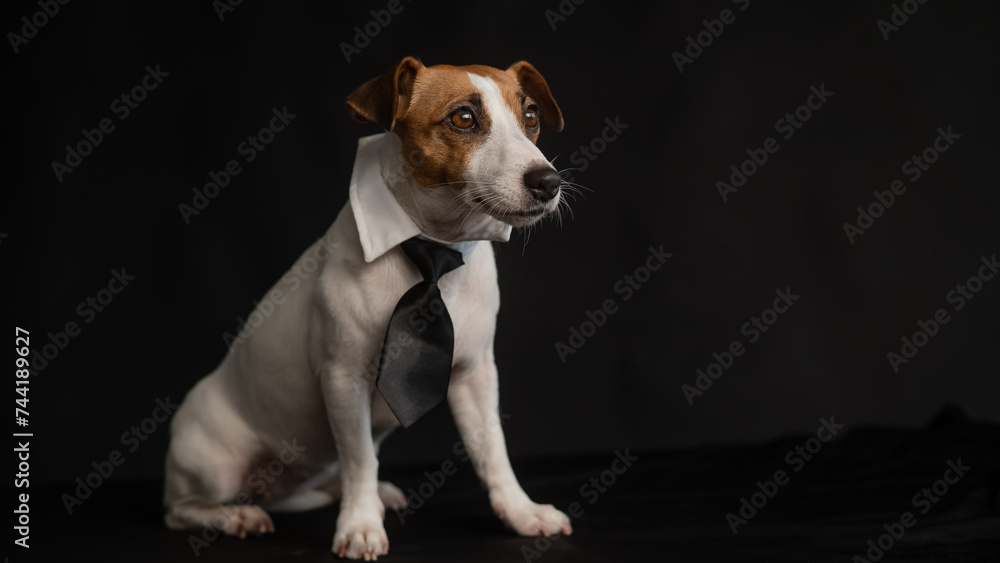 Jack Russell Terrier dog in a tie on a black background. Copy space. Jack Russell Terrier dog in a tie on a black background. Copy space.