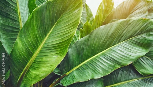 closeup tropical leaf pattern background nature concept