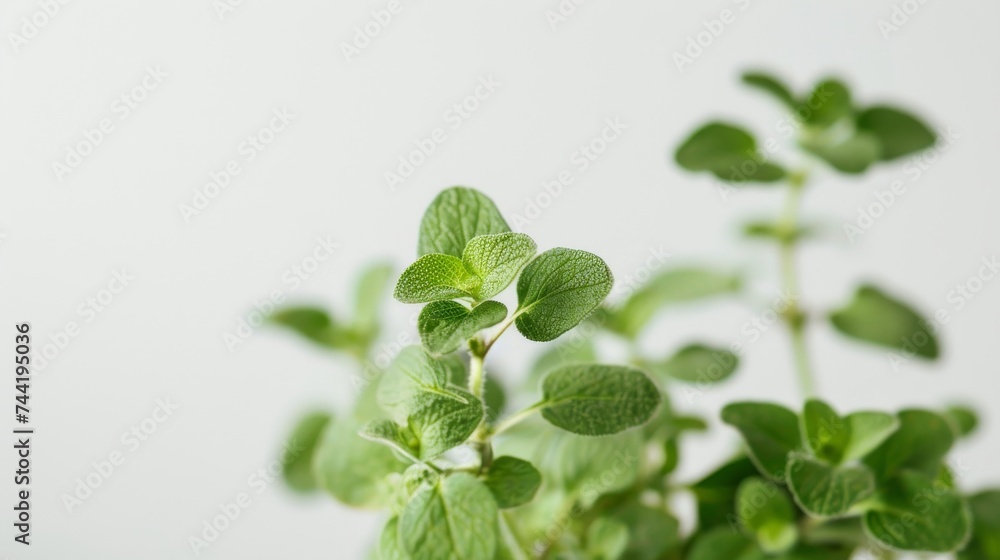 A vibrant herb garden in the great outdoors, showcasing the fresh and invigorating essence of mint through its lush green leaves A vibrant herb garden in the great outdoors, showcasing the fresh and invigorating essence of mint through its lush green leaves