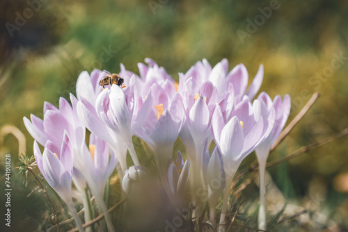 Frühlingsaufnahme -lila Krokusse mit einer Biene in der Blüte, ein Spiel mit tiefenschärfe