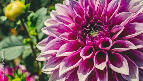 dahlia flower background purple color close view