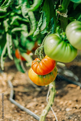 Wallpaper Mural Colorful Harvest: Heirloom Tomatoes Ripening on the Vine in Green, Red, and Orange Hues Torontodigital.ca