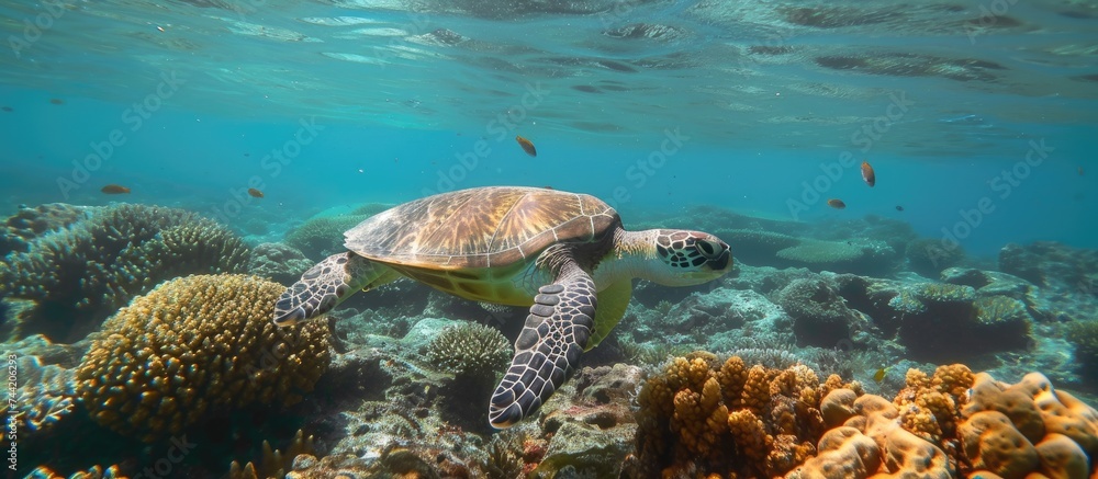 Obraz premium A green sea turtle gracefully swims among colorful corals in the underwater Pacific reef of New Caledonia Oceania.