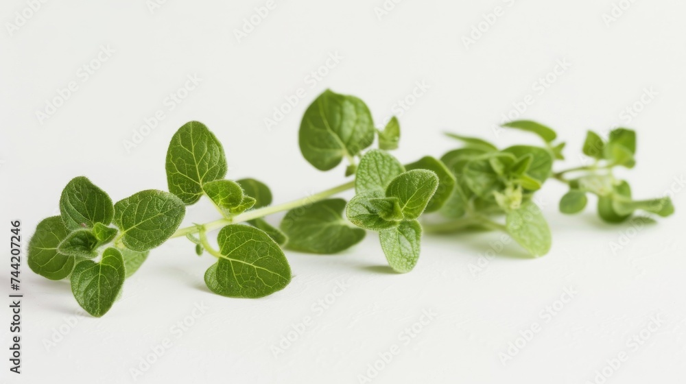 Vibrant green basil leaf stands out among other herbs in this close-up of a flourishing vegetable plant Vibrant green basil leaf stands out among other herbs in this close-up of a flourishing vegetable plant