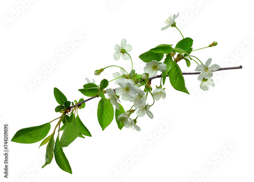 Cherry blossoms. Spring. Fresh foliage and white flowers of cherry. Spring Garden in detail .Izolirovano without shadows. photo