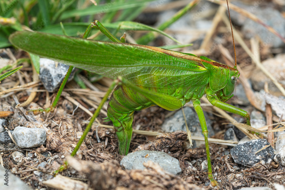 the great green bush-cricket (Tettigonia viridissima) laying eggs on the ground the great green bush-cricket (Tettigonia viridissima) laying eggs on the ground