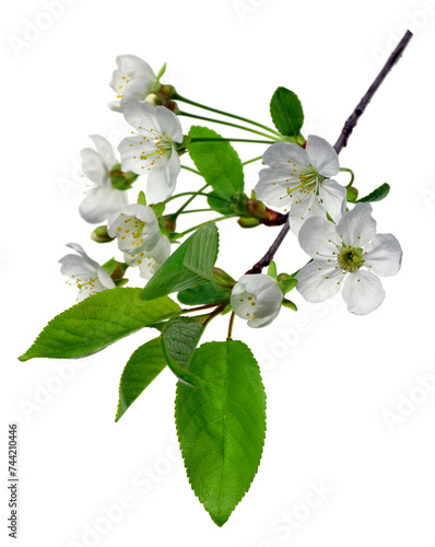 Cherry blossoms. Spring. Fresh foliage and white flowers of cherry. Spring Garden in detail .Izolirovano without shadows. photo