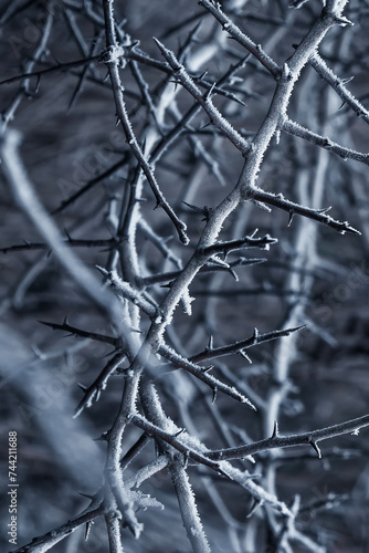 icy branches, thorny branches in winter