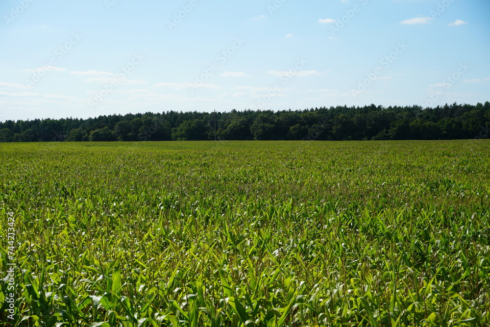 Corn field in an ecologically clean area. Tall green corn stalks close-up. Growing corn on an industrial scale. Corn field in an ecologically clean area. Tall green corn stalks close-up. Growing corn on an industrial scale.