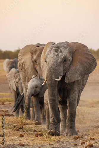 Fototapeta Naklejka Na Ścianę i Meble -  Elefanten
