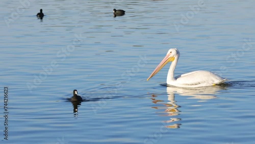 Migrating white pelicans at Phoenix Arizona City Park. Cesar Chavez Park photo