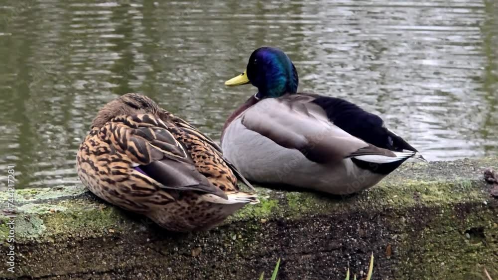 Rest Motionless A pair of mallard ducks rest motionless. Sitting in the same position ...