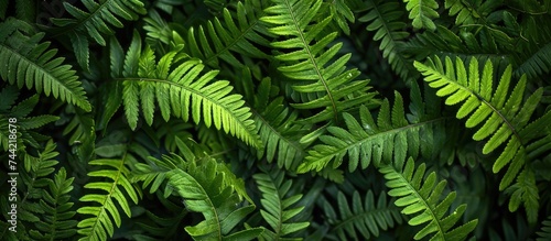 This close-up photo showcases a green plant with an abundance of lush leaves against a contrasting black background.