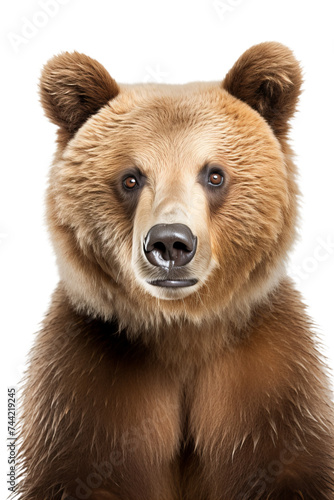 Portrait of a brown bear on a transparent background. Ursus arctos, png image © World of PNG