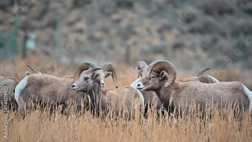 Grassland Guardians: Kamloops' Bighorn Sheep photo