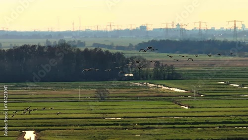 Flying Birds Over Dutch Polders, Farmlands, Golden Hour, Aerial Follow Shot, Wide , Slow Motion photo