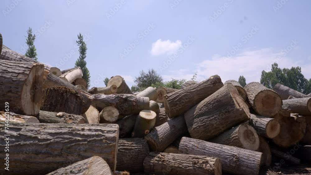 Stacked Of Chopped Wood Logs Of Poplar Tree For Pencil Manufacturing In Pulwama, South Kashmir, India. - aerial ascend Stacked Of Chopped Wood Logs Of Poplar Tree For Pencil Manufacturing In Pulwama, South Kashmir, India. - aerial ascend