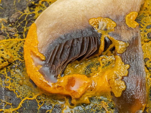 PC2110430 orange slime mold, Badhamia utricularis, consuming a mushroom slice cECP 2024 photo