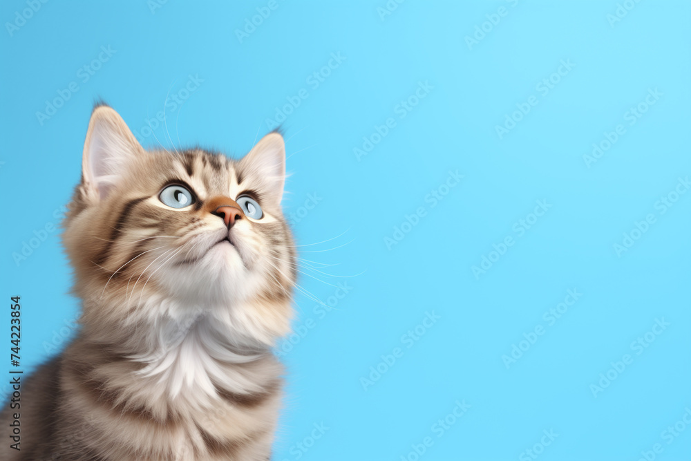 Cute banner with a cat looking up on solid soft blue background, space for text