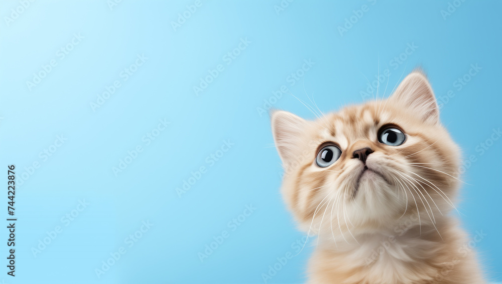 Cute cat looking up on solid soft blue background, copy space