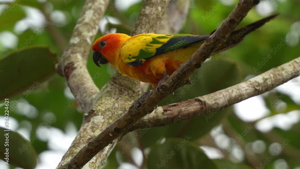 Sun parakeet, sun conure (aratinga solstitialis) with vibrant appearance, perched on the tree in its natural habitat, beak rubbing against the tree branch, close up shot. Sun parakeet, sun conure (aratinga solstitialis) with vibrant appearance, perched on the tree in its natural habitat, beak rubbing against the tree branch, close up shot.