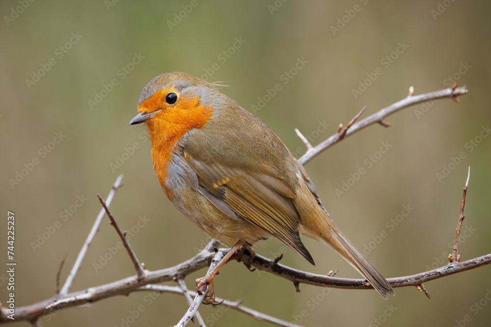 a Robin bird is perched on a branch outside of the trees