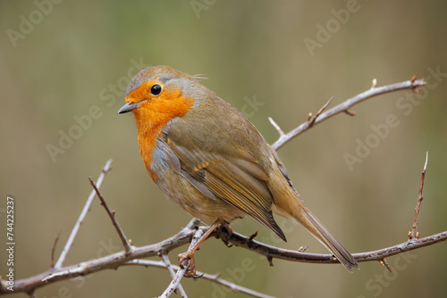 a Robin bird is perched on a branch outside of the trees