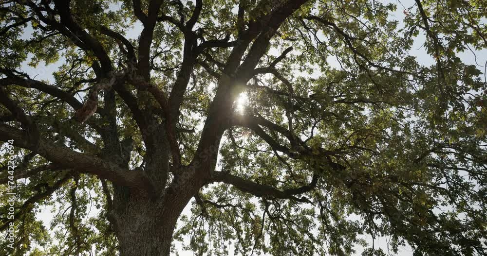 Tree Branches With Streaming Sunlight. Low Angle Shot Tree Branches With Streaming Sunlight. Low Angle Shot
